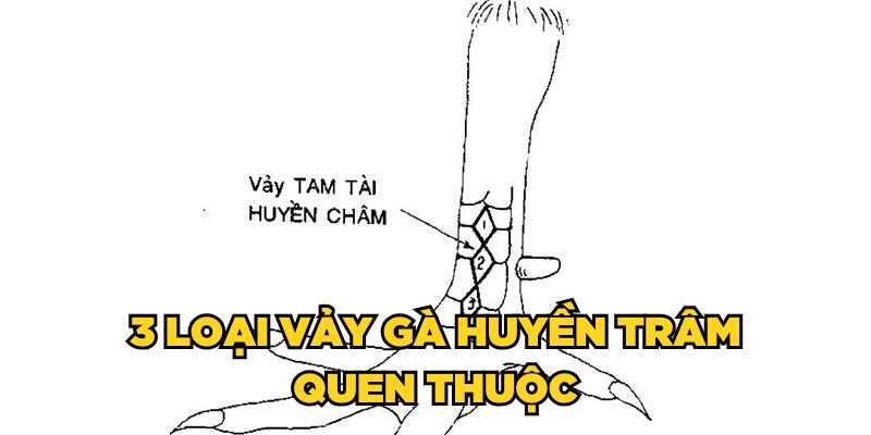 3 loại vảy gà huyền trâm quen thuộc