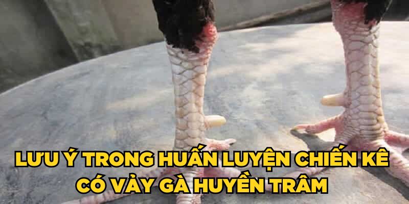 Lưu ý trong huấn luyện chiến kê có vảy gà huyền trâm